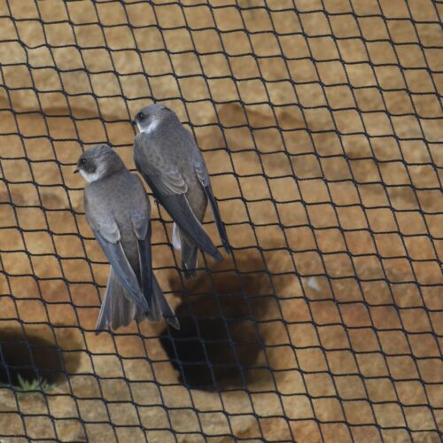 Dynamic Content Image