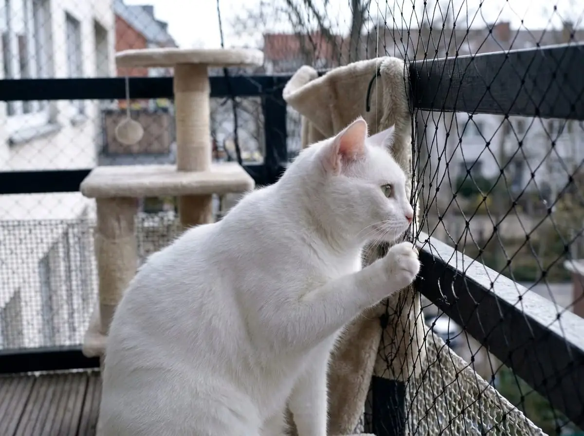 Kedi Filesi